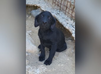 Knutschkugel GRACIE❤️zauberhaftes Fellschnute sucht ihr Zuhause fürs Leben