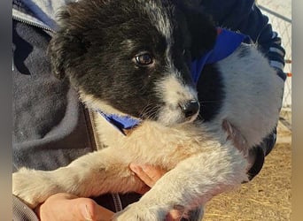 Sammy- jung, noch schüchtern - sucht seine feste Bindung