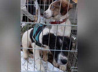 Sammy- jung, noch schüchtern - sucht seine feste Bindung