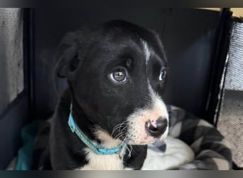 Welpe LENNI❤️kleiner Entdecker sucht sein großes Glück!