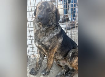 Ludwig ❤️ unser lieber, verschmuster Jungrüde!