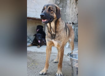 FEODOR❤️so lieber, verträglicher, noch schüchterner Hundejunge