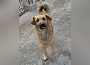 Ben ❤️ schmusiger, schüchterner Hundebub