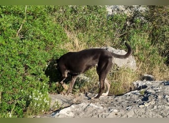 Goldige ♥Godina♥ kinderliebe und allgemein sehr soziale Hündin