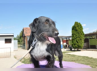 Familienrüde Tinko  - Schnauzer-Mix sucht sein Glück