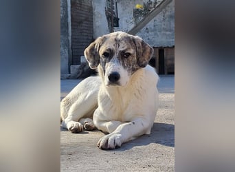 Junghündin♥ Liv-Marie ♥ liebstes Pfotenherz sucht zeitnah Pflegestelle,am Besten ihre eigene Familie