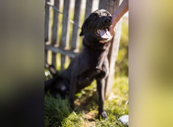 DIEGO❤️sozialer, menschenbezogener Jungspund mit fröhlichem Wesen