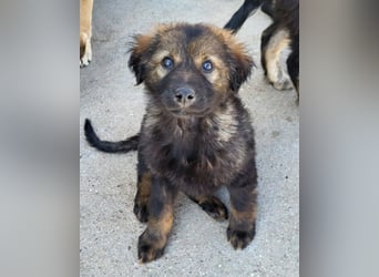 Bub ♥Bertie♥ lieber, fröhlicher Jungrüde