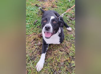 Betty ❤️ verschmuste & anhängliche Hundedame