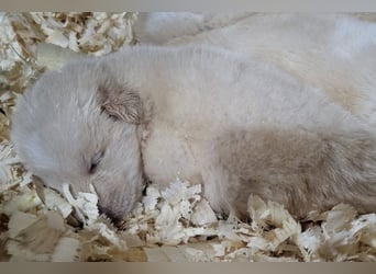 Welpin ♥Tina♥ hofft nun auf Liebe & Treue