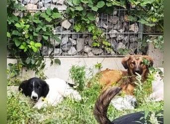 Sammy- jung, noch schüchtern - sucht seine feste Bindung