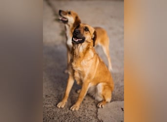 Liebenswerte ♥Luna♥ herzliche, verkuschelte, verspielte, soziale, rundum tolle Familienhündin