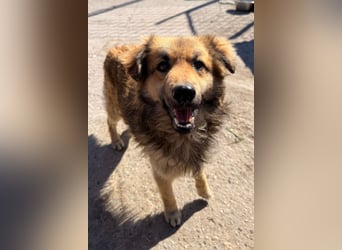 Ben ❤️ schmusiger, schüchterner Hundebub