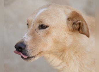 Bob wartet sehnsüchtig auf deine Anfrage