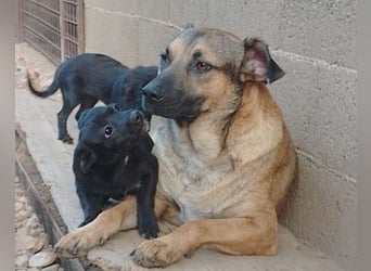 liebenswerter LINO❤️zutraulich, sozial & aufgeschlossen