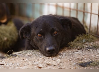 Black-Beau ♥ Sasha ♥ noch schüchtern - verständlich - aber herzlich