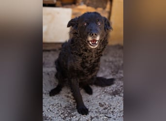 Nox ❤️ liebevoller Kämpfer auf 3-Beinen