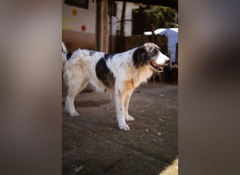 ♥Milla♥ liebe, ruhige Hündin auch kinder- und katzenfreundlich
