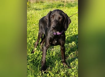 Luna ❤️ fröhliches, aktives Hundemädchen