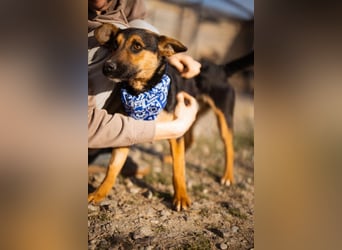 Loki ❤️ verspielter + neugieriger Hundebub