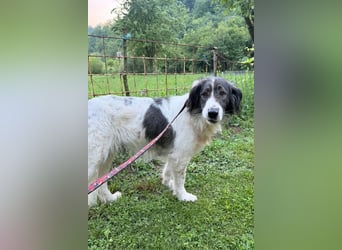 ♥Milla♥ liebe, ruhige Hündin auch kinder- und katzenfreundlich