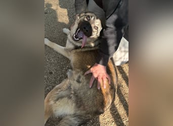 COCO❤️verspielt, sanft und voller Vertrauen: ein Herz für Groß und Klein!
