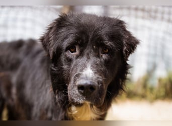 GARO❤️verschmuster, sanfter und liebevoller Begleiter