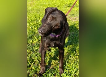 Luna ❤️ fröhliches, aktives Hundemädchen