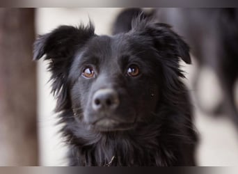 Filou ❤️ verspielter, so lieber Jungrüde