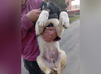 Sammy- jung, noch schüchtern - sucht seine feste Bindung