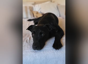 LEMMY❤️in 21075 Hamburg: ein harmonischer, treuer Begleiter sucht sein Happy End