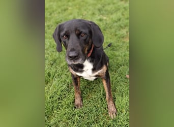 Leo ❤️ wartet in 84524 Neuötting auf dich