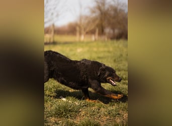 Aktiver Ares sucht seine aktiven Menschen