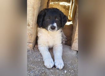Süße Welpin ♥Suki♥ sucht ihre Menschen