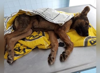 Liebevolles Fellnäschen Bebo -  liebt jeden, ob Mensch, Hund oder Katze