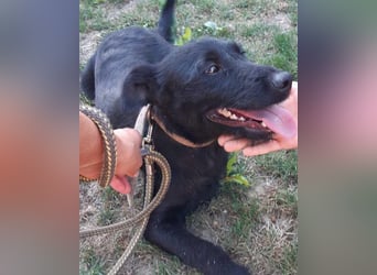 Traumhündin Ebony ❤️ verträglich, lieb, offen!