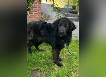 BIMBO❤️freundlicher, ruhiger Fellschnuffel - liebt einfach alles und jeden um sich herum