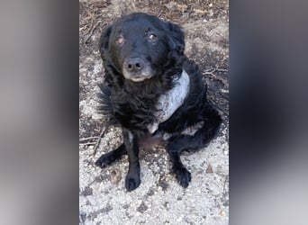 Nox ❤️ liebevoller Kämpfer auf 3-Beinen