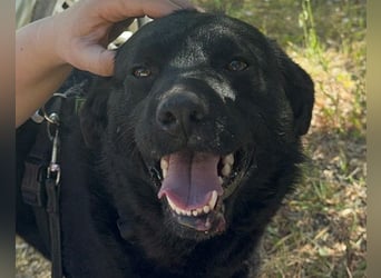 Bruce ❤️ Sanftmütig, loyal, verschmust!