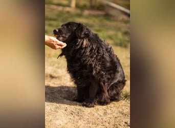 Norman - ein rundum toller Rüde