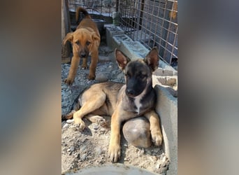 Little ♥ Lilli ♥ zuckersüße Fellschnute auf Körbchensuche