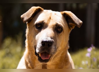 OldBoy ♥Gringo♥ sanft, aufgeschlossen, kinder-u.katzenlieb