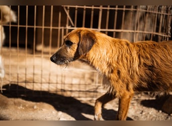 Sanfter ♥ Oscar ♥ wartet schon in 74749 Rosenberg
