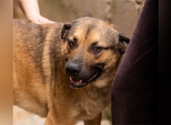 Good-Boy LINO❤️zutraulich, sozial & aufgeschlossen