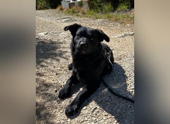 Bruce ❤️ Sanftmütig, loyal, verschmust!