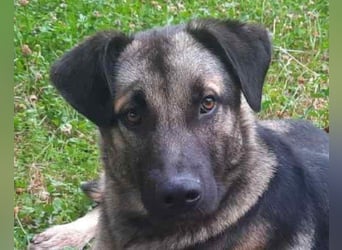 GoodBoy ♥Buddy♥ sucht seinen treuen Buddy auf 2 Beinen