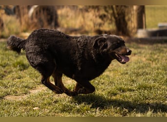 Aktiver Ares sucht seine aktiven Menschen