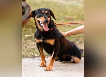 Lieber, aufgeschlossener Bliss ❤️ sucht sein neues Zuhause