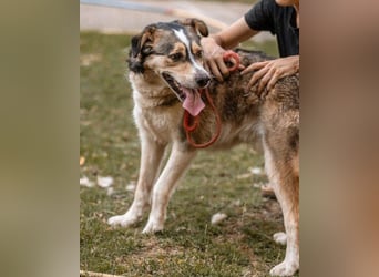 Husky-Mix-Rüde Barki: sozial,offen,treu