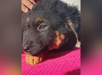 Kleine, schüchterne Vaiana = sucht Liebe und Treue